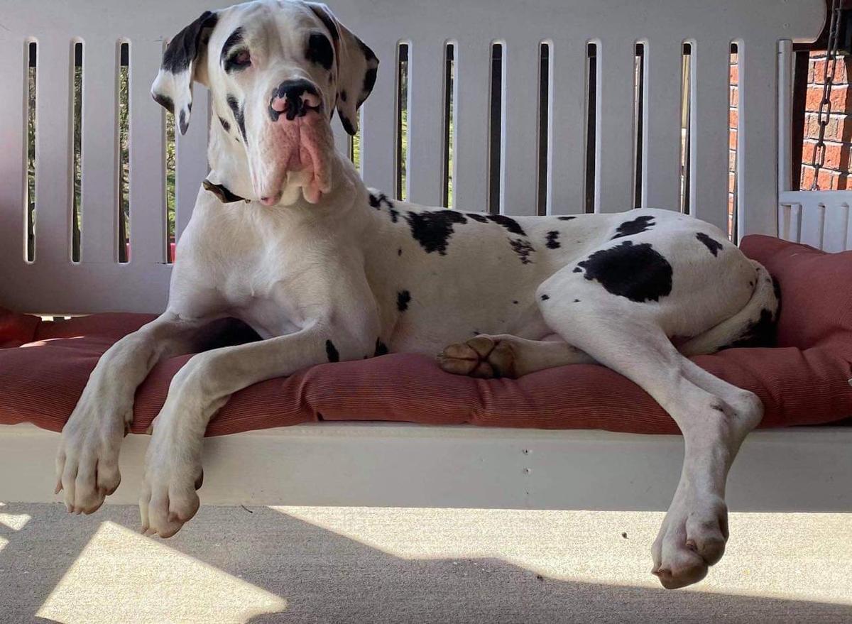 first ladys blue eyed diamond | Great Dane 