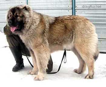 RUSSKII MEDVED PANDA | Caucasian Mountain Dog 