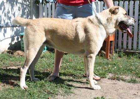 KAPIJA AZIJOS MAGIJA | Central Asian Shepherd Dog 