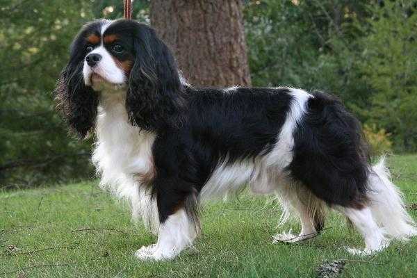 Camdens Tommy at Jemini | Cavalier King Charles Spaniel 