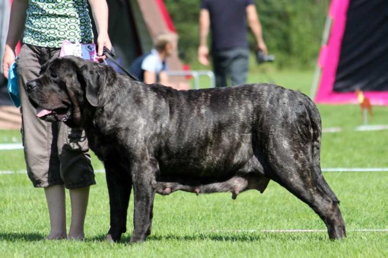 Kumormai Satine | Mastiff 