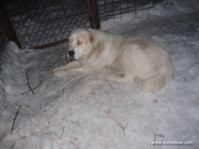 Estara Sayat karakum | Central Asian Shepherd Dog 