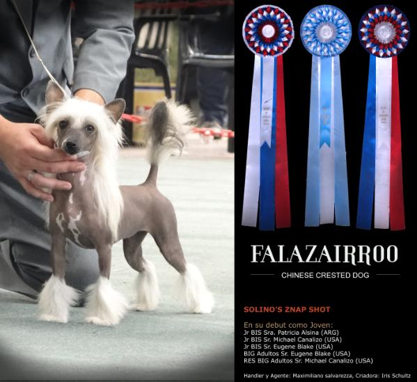 Solino's Znap Shot | Chinese Crested 