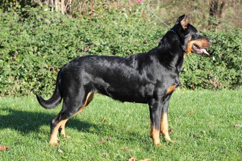 Kara | Beauceron 