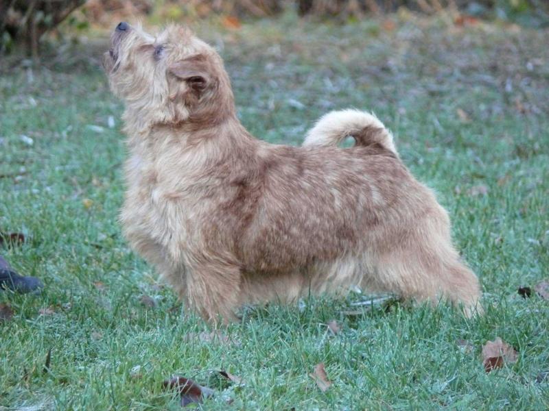 JAEVA TU BE FRANK | Norfolk Terrier 