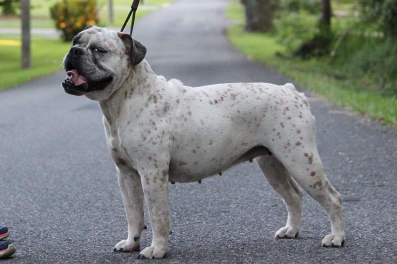 Nunley's Tadpole Princess | Olde English Bulldogge 