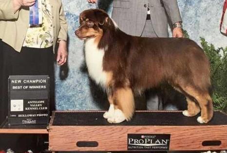 Harmony Hill's Maine Squeeze | Australian Shepherd 