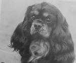 Rheinvelt Ringold Von Salador | Cavalier King Charles Spaniel 