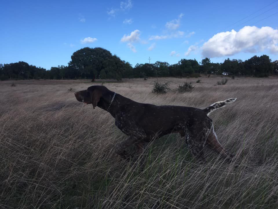 Opio D'Alenventos | German Shorthaired Pointer 