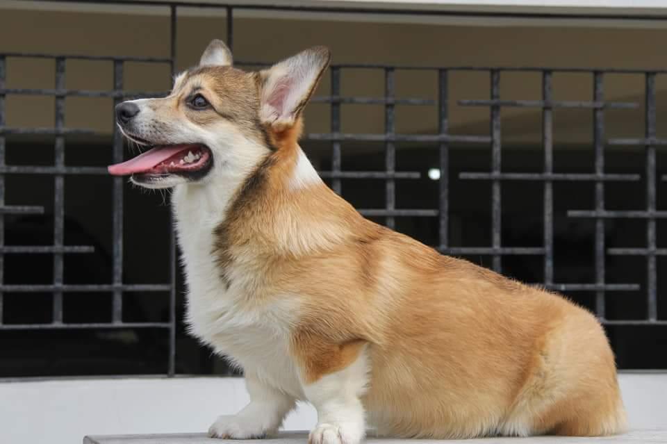 Hamelfun grand marnier | Pembroke Welsh Corgi 