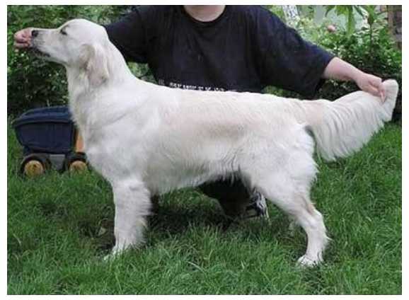 Skandi Sanraiz Gracy Evelina | Golden Retriever 