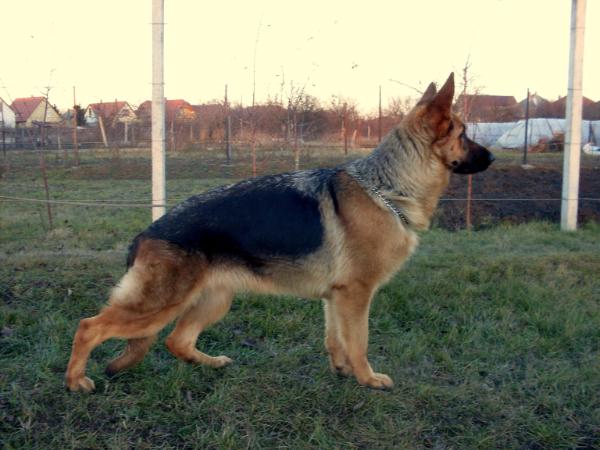 Rennfuss Fanta | German Shepherd Dog 