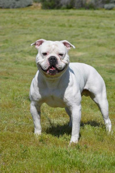 MANSTOPPERS ZEBU | American Bulldog 