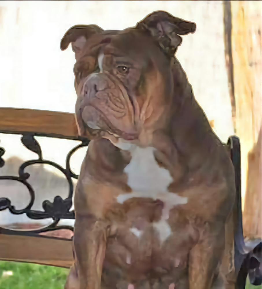 Bullforce Crunch | Olde English Bulldogge 