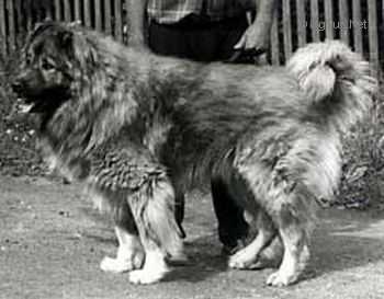 Mansur Biluha | Caucasian Mountain Dog 