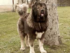 GREEN HILL DOG BANDIT | Caucasian Mountain Dog 