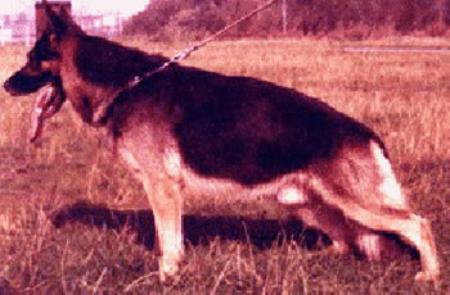 Dasso van het Altena's Land | German Shepherd Dog 