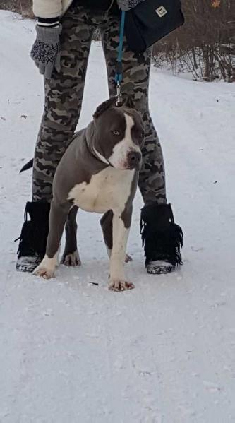 Srcky's Gelso | American Staffordshire Terrier 
