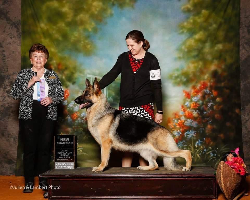 Windmill's Dancing Queen | German Shepherd Dog 