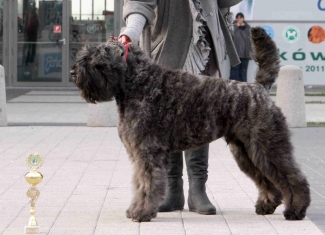 Grey Tetis COURAGE | Bouvier des Flandres 