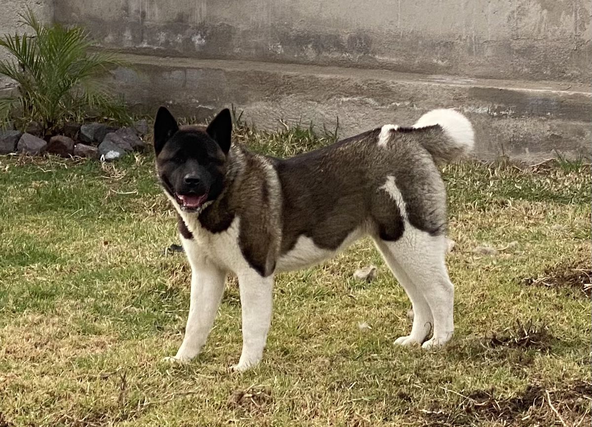 Daenerys Obbikey Kennel | Akita 