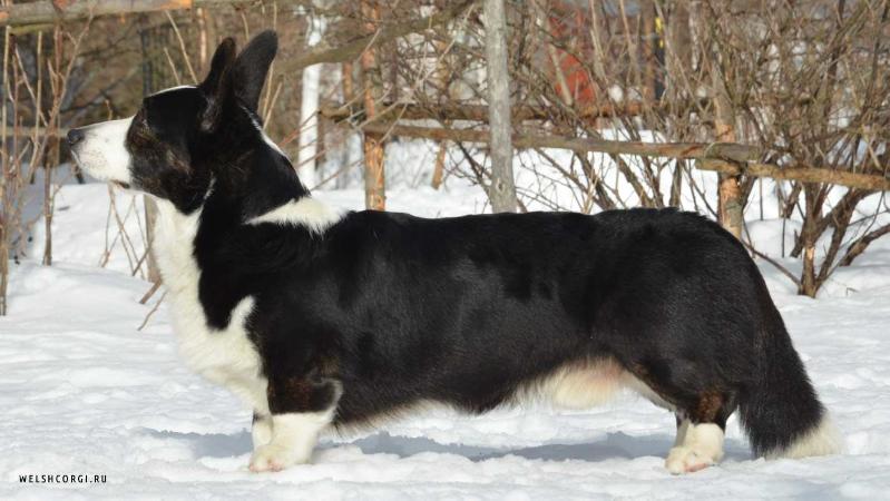 Aethwy Universal Mind | Cardigan Welsh Corgi 