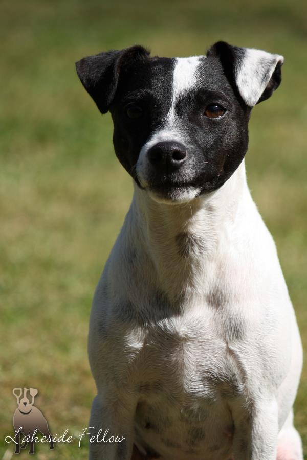 Cwn Annwfn Britannia | Parson Russell Terrier 