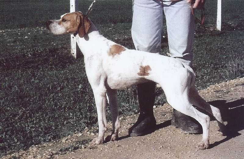 HARDY DU BOIS DES PERCHES | Pointer 