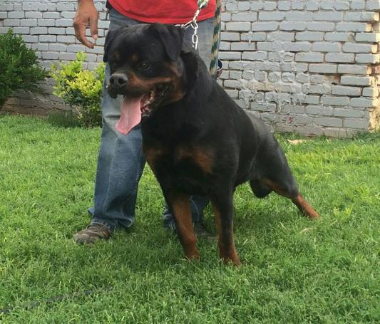 Gino V. D. Moscono | Rottweiler 