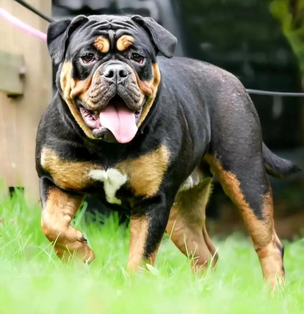 Genetic Bullz Avery | Olde English Bulldogge 