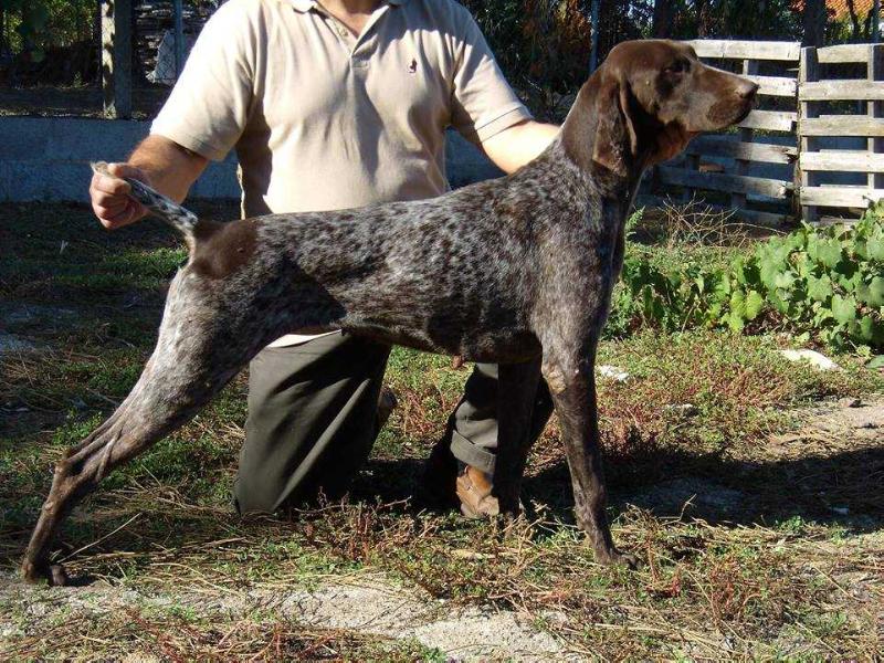 Wind vom bruch | German Shorthaired Pointer 