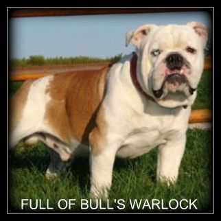 Full Of Bull's Warlock | Olde English Bulldogge 