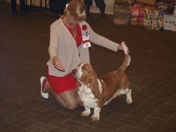 Grandes Galgos Afrodita | Basset Hound 