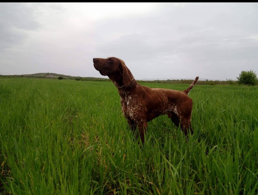 Lehiton Detto Lex | German Shorthaired Pointer 