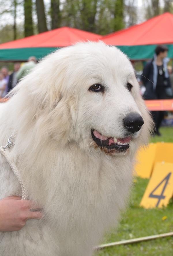 Atlanta Perla Silesia | Great Pyrenees 