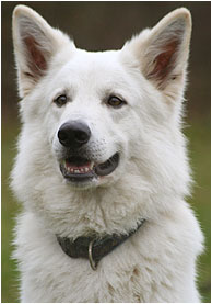 Zidane Nanook of White Condor | White Swiss Shepherd Dog 