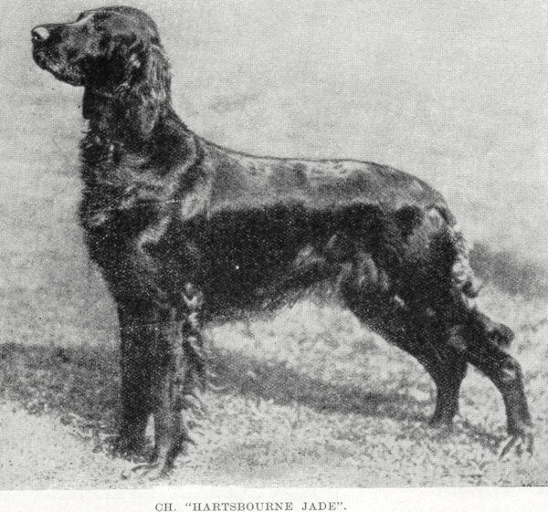 Hartsbourne Jade | Irish Setter 