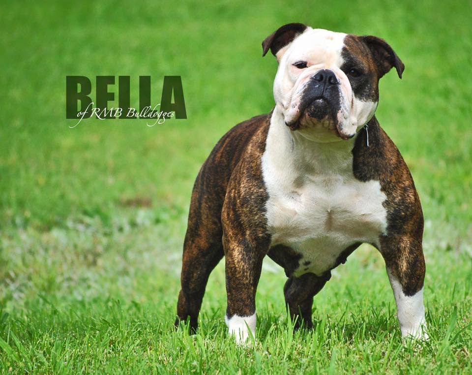 MHRB’s Bella Chevelle | Olde English Bulldogge 