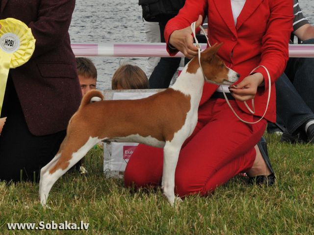 Amazing  Baltik Amber Sunrise | Basenji 