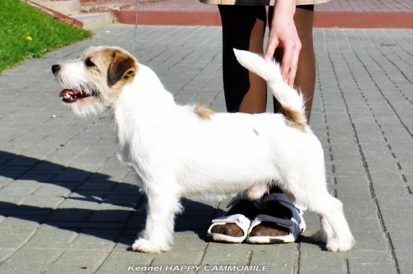 Dikaya Staya Kuper | Jack Russell Terrier 