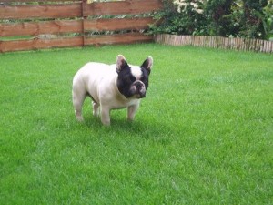 SMILING THUNDER COULTHARD | French Bulldog 