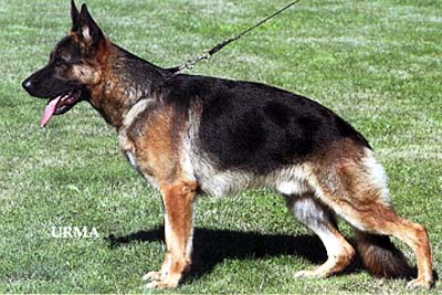 Palomo von Bad-Boll | German Shepherd Dog 