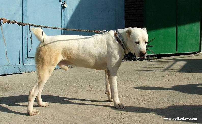 Akela 4 | Central Asian Shepherd Dog 