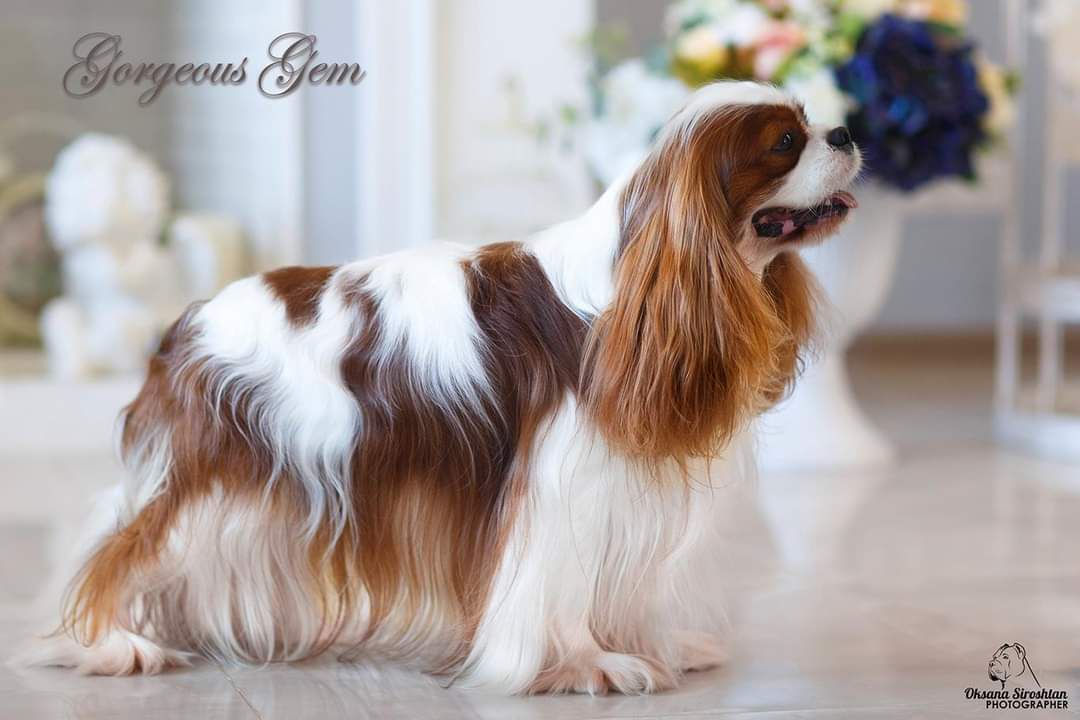 GORGEOUS GEM MAGNOLIA PASSKO | Cavalier King Charles Spaniel 