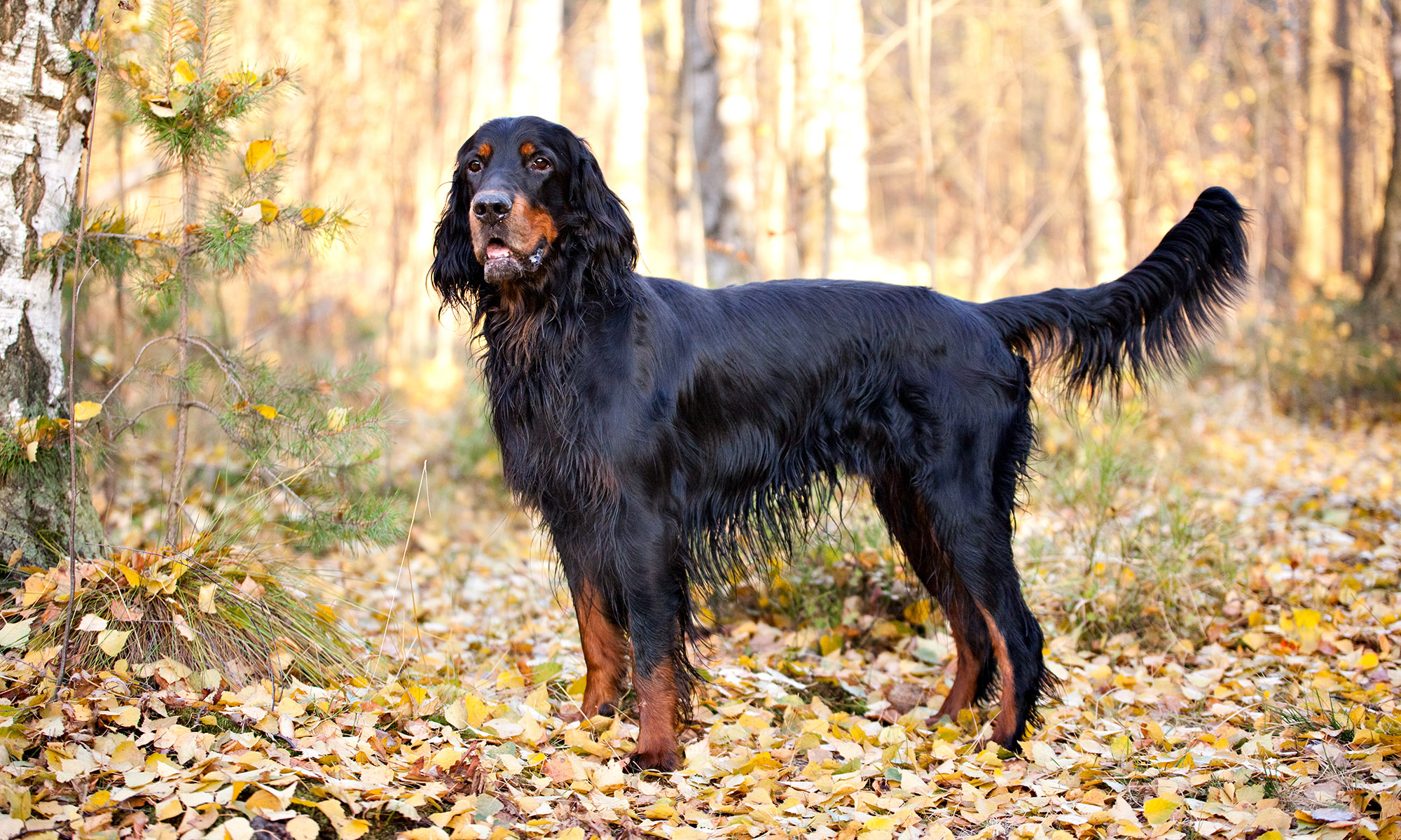 GORDON SETTER