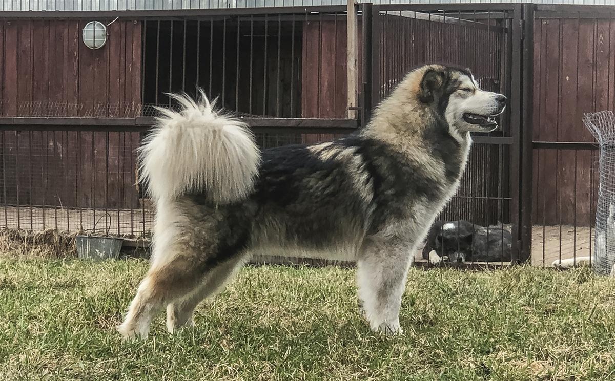 Amelhuk Ignite my Fire | Alaskan Malamute 