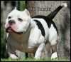 BIGSLICKS PRINCE SPADE | American Pit Bull Terrier 