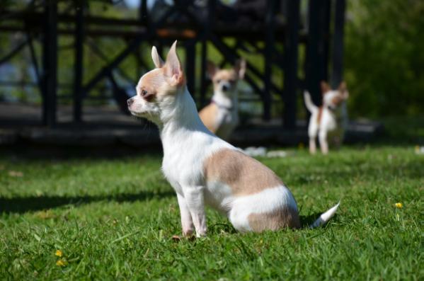 Tia Juana (Esquer) des Alluxes | Chihuahua 