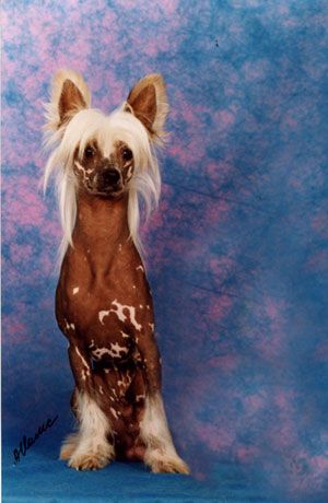 Natan Germanika | Chinese Crested 