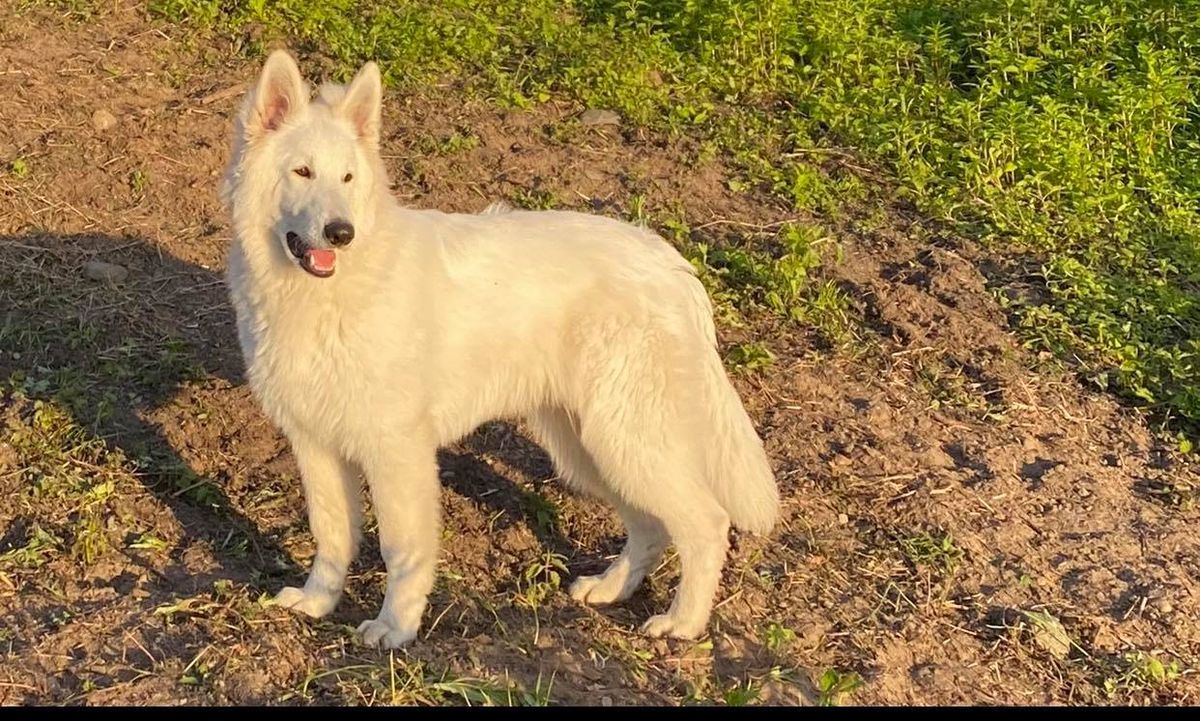 Truls | White Swiss Shepherd Dog 